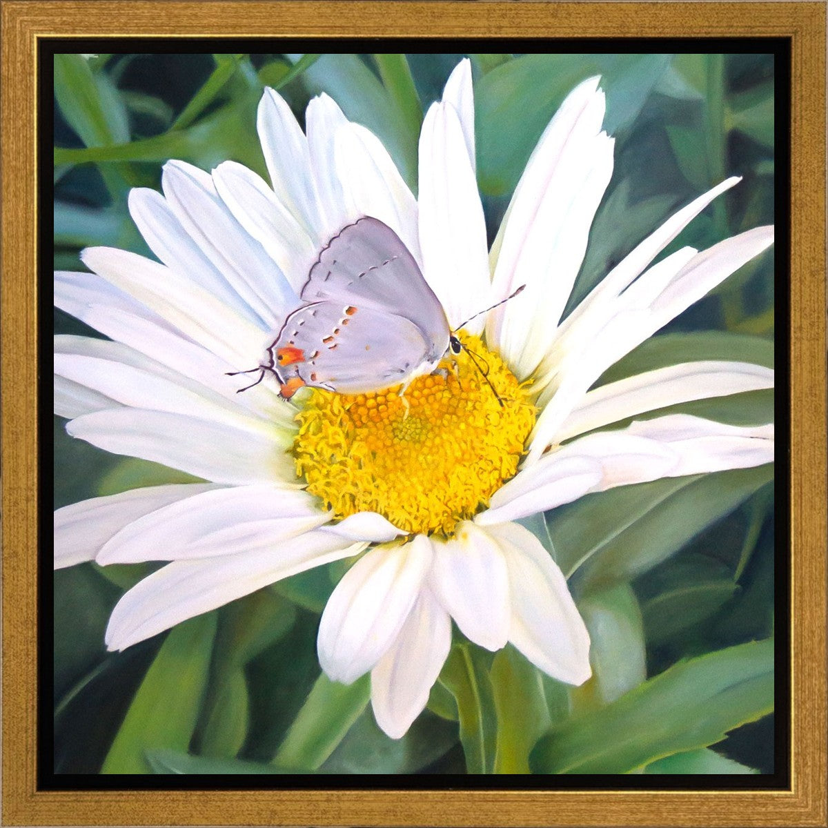The Daisy and The Butterfly
