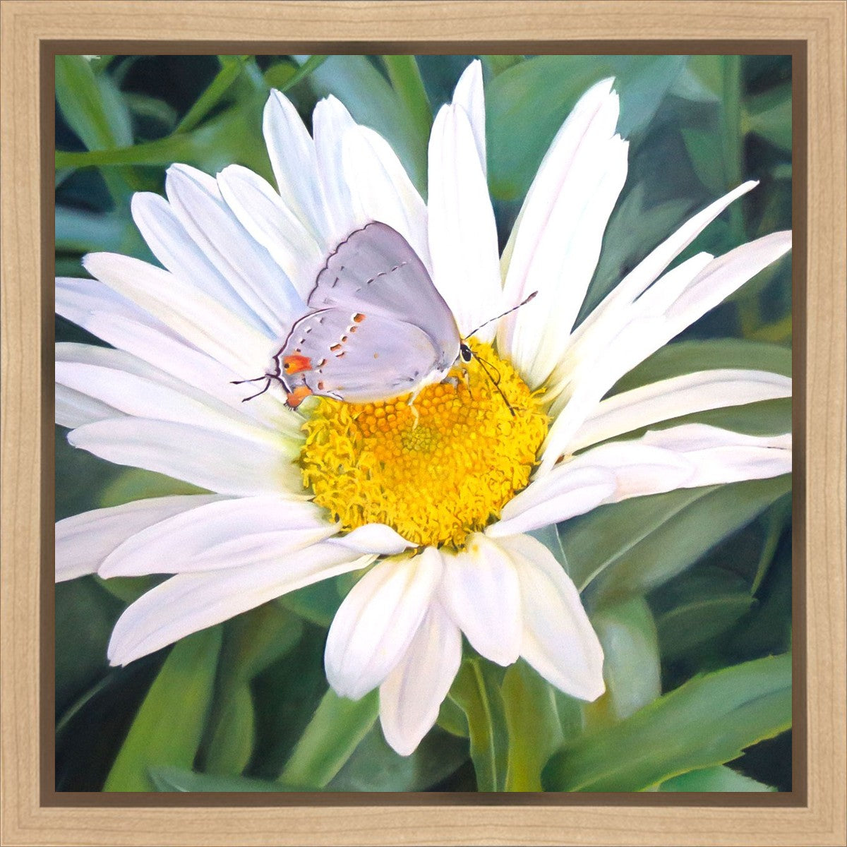 The Daisy and The Butterfly