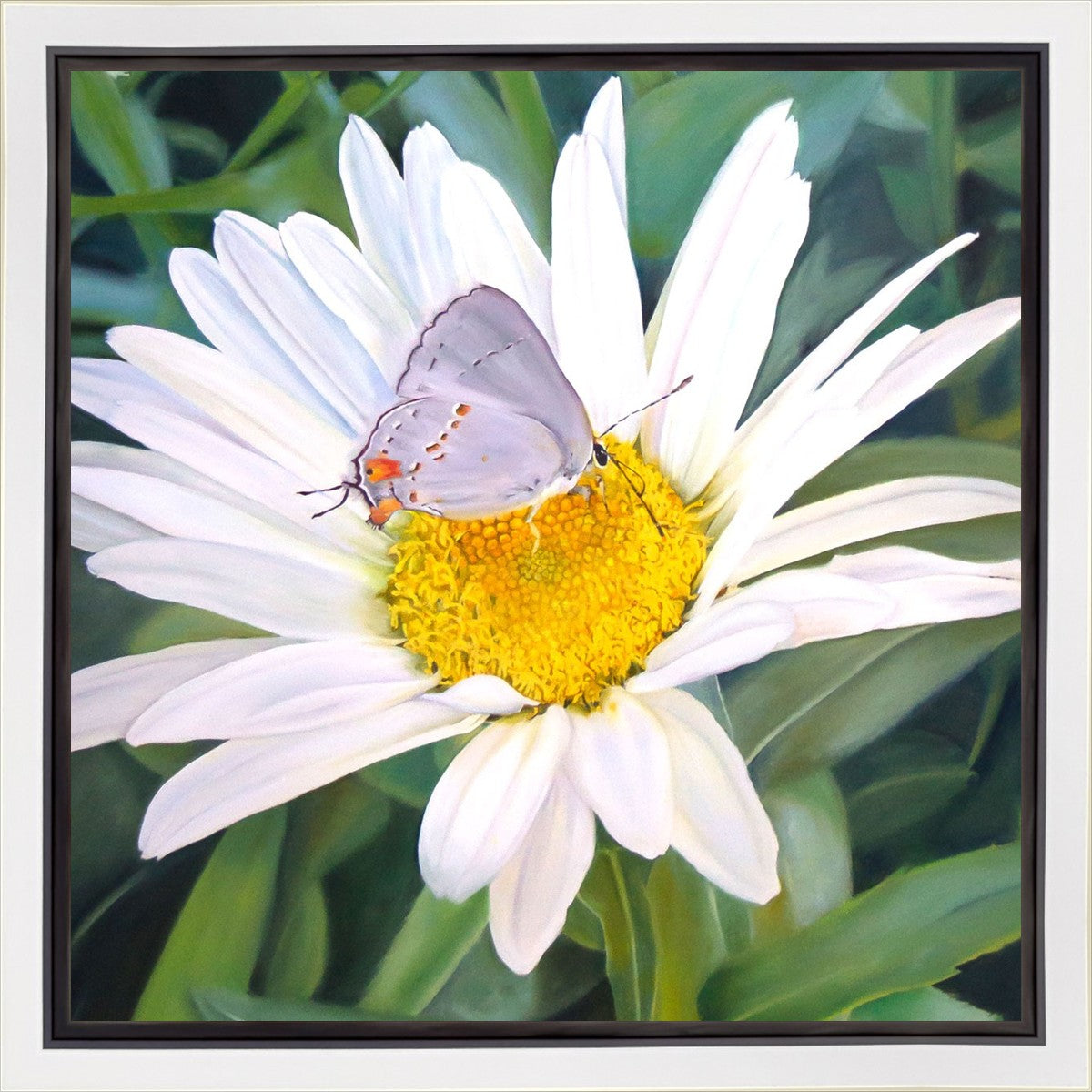 The Daisy and The Butterfly