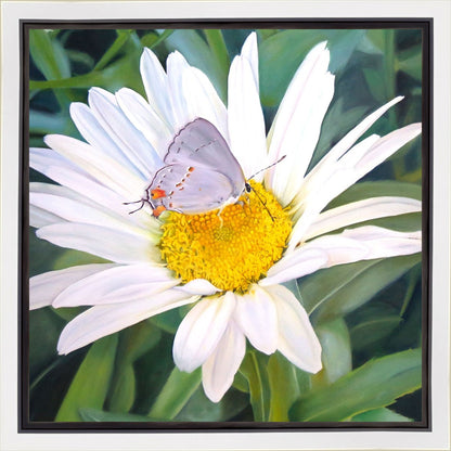 The Daisy and The Butterfly