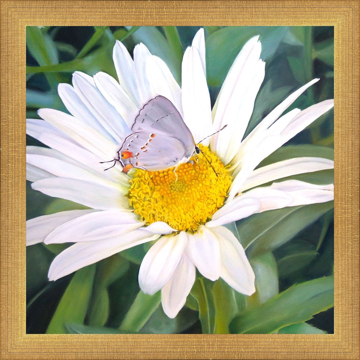 The Daisy and The Butterfly