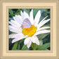 The Daisy and The Butterfly