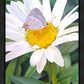 The Daisy and The Butterfly
