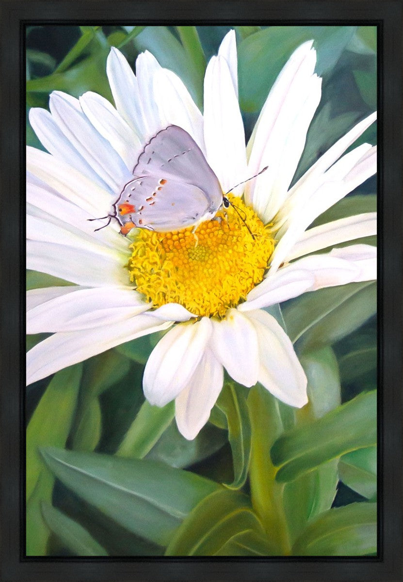 The Daisy and The Butterfly