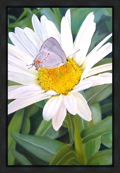 The Daisy and The Butterfly