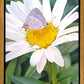 The Daisy and The Butterfly