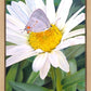 The Daisy and The Butterfly