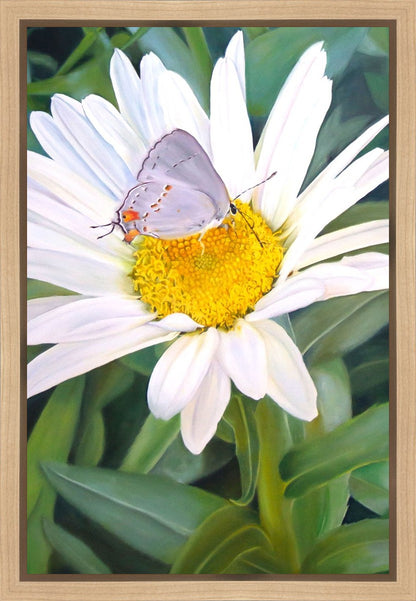 The Daisy and The Butterfly