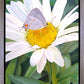 The Daisy and The Butterfly