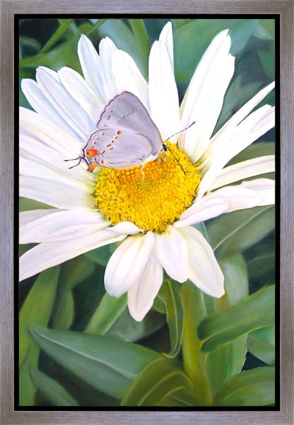 The Daisy and The Butterfly