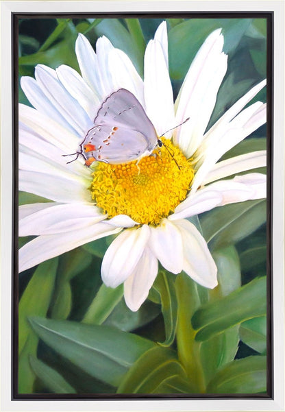 The Daisy and The Butterfly