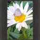 The Daisy and The Butterfly