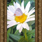 The Daisy and The Butterfly