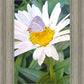 The Daisy and The Butterfly