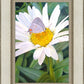 The Daisy and The Butterfly