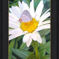 The Daisy and The Butterfly