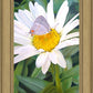The Daisy and The Butterfly