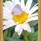 The Daisy and The Butterfly