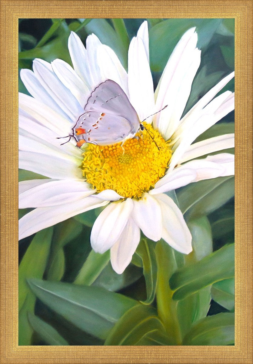 The Daisy and The Butterfly