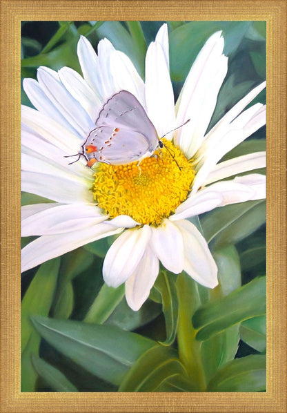 The Daisy and The Butterfly