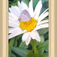 The Daisy and The Butterfly