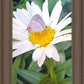 The Daisy and The Butterfly
