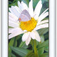 The Daisy and The Butterfly