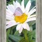 The Daisy and The Butterfly