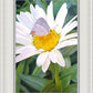 The Daisy and The Butterfly
