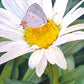 The Daisy and The Butterfly