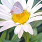 The Daisy and The Butterfly