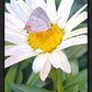The Daisy and The Butterfly