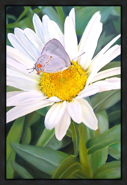 The Daisy and The Butterfly