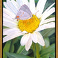 The Daisy and The Butterfly