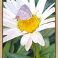 The Daisy and The Butterfly