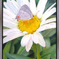 The Daisy and The Butterfly