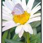 The Daisy and The Butterfly