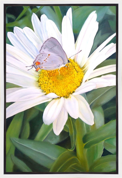 The Daisy and The Butterfly