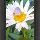 The Daisy and The Butterfly