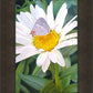 The Daisy and The Butterfly