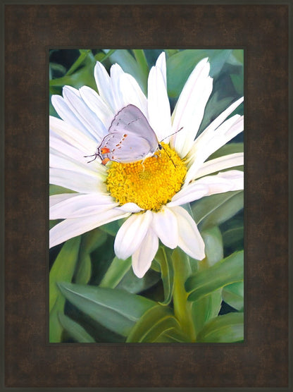 The Daisy and The Butterfly