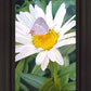 The Daisy and The Butterfly