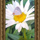 The Daisy and The Butterfly