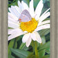 The Daisy and The Butterfly