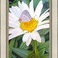 The Daisy and The Butterfly