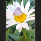 The Daisy and The Butterfly