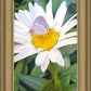 The Daisy and The Butterfly