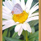 The Daisy and The Butterfly