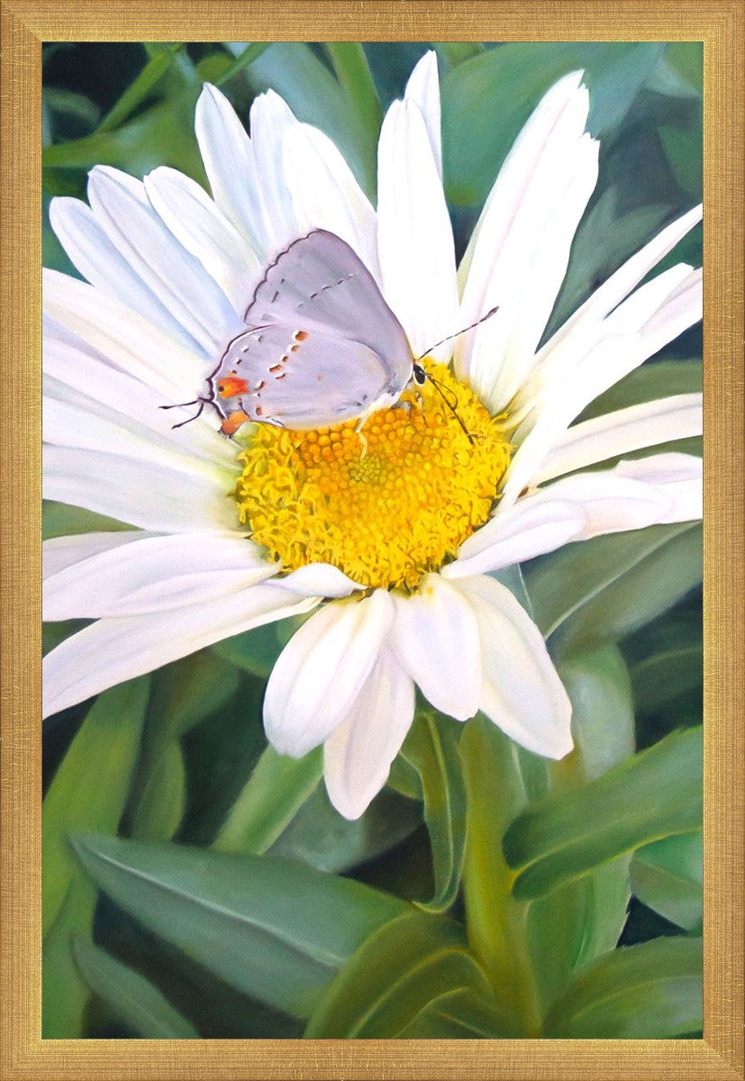 The Daisy and The Butterfly