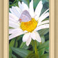 The Daisy and The Butterfly